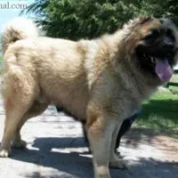 قفقازی توله و بالغ|سگ|اصفهان, قلعه طبره|دیوار