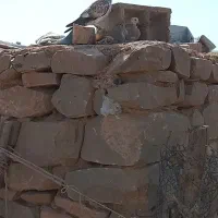 کفتر|پرنده|اندیکا, |دیوار