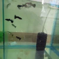 ۸ عدد ماهی گوپی فول بلک|ماهی|تهران, والفجر (افسریه)|دیوار