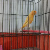 قناری کشیده درشت خوشرنگ