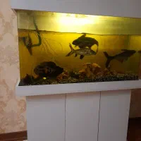 آکواریوم ۱ متری