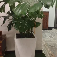 گلدان برگ انجیری