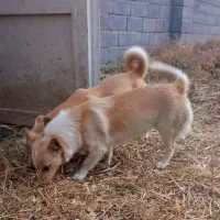 باسلام چهار قلاده پاکوتاه سگ|سگ|ارومیه, |دیوار