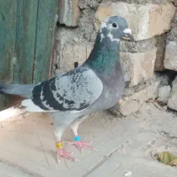 مسافتی