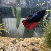 ماهی فایتر و آکواریوم|ماهی|تبریز, |دیوار