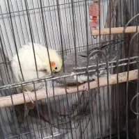 عروس هلندی|پرنده|اقبالیه, |دیوار