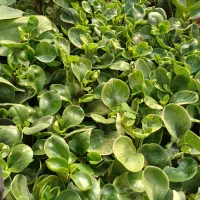 گل قاشقی سبز و ابلق|گل و گیاه طبیعی|بیستون, |دیوار