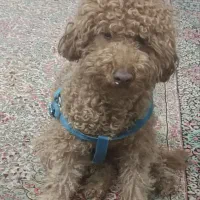 پودل تربیت شده