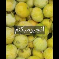 انجیر