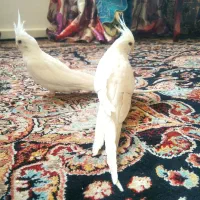 عروس هلندی زیبا سفید رنگ با ژن البینو