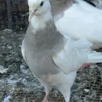 کبوتر طوقی|پرنده|رامیان, |دیوار