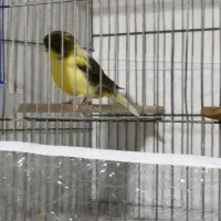 فروش ۲ عدد قناری یلو فکتور  و ۱ عدد گلاستر کنسورت