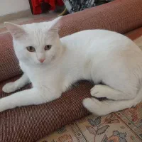 گربه خانگی|گربه|یزد, |دیوار