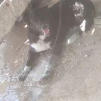 سگ ریشو|سگ|امیدیه, |دیوار