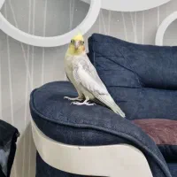 عروس هلندی نر