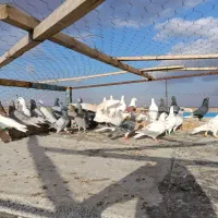 کبوتر پرشی|پرنده|اسفرورین, |دیوار