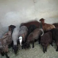 گوسفند زنده جهت مجالس