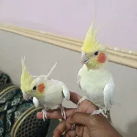 عروس هلندی با قفس