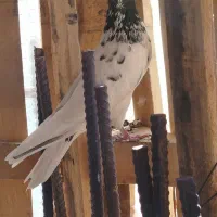 کبوتر|پرنده|ایذه, |دیوار