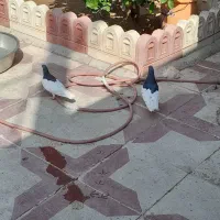 جفت یال