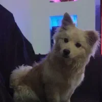 واگذاری سگ با شروط...