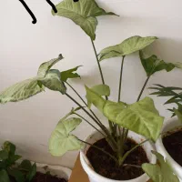 کیف نیه گل|کیف، کفش، کمربند|سنندج, |دیوار