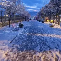 قارچ تازه چین