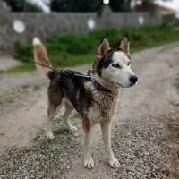 سگ هاسکی اصل