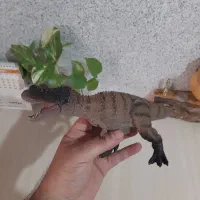 فیگور دایناسور|اسباب‌‌بازی|قائم‌شهر, |دیوار