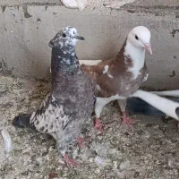 جوجه پرشی|پرنده|قم, علی آباد سعدگان|دیوار
