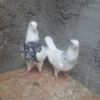 کبوتر