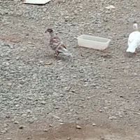 کبوتر قیمت 700تومن قیمت مناسب|پرنده|بشاریات, |دیوار