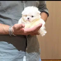 فرروش بدون واسطه توله پوی مینیاتوری و پامرانیین|سگ|اصفهان, جلفا|دیوار