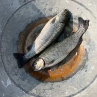 فروش ماهی قزل الا زنده به قیمت تولید