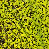 تولیدی خاک نشا و نشا گوجه|گل و گیاه طبیعی|بلوک, |دیوار