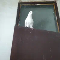 کبوتر