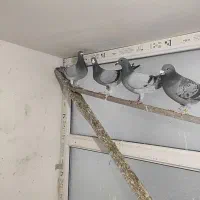 کفتر کفتر دوبر