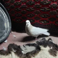 کبوتر طوقی کفتر طوقی ماده|پرنده|تهران, شهرک ولیعصر شمالی|دیوار