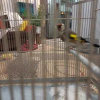 سره|پرنده|تهران, ارم|دیوار