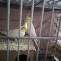 جفت عروس هلندی|پرنده|هشتگرد, هشتگرد قدیم|دیوار