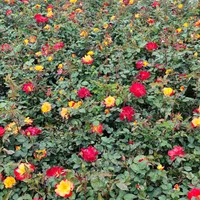 گل‌های هفت رنگ مقاوم، زیبا و ماندگار