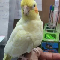 عروس پاریس اهلی