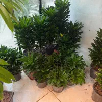 کامپکت کوتاه و بلند