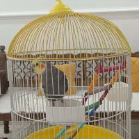 فروش پرنده عروس هلندی