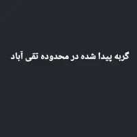 گربه پیدا شده در محدوده تقی آباد