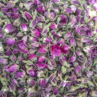 غنچه گل محمدی