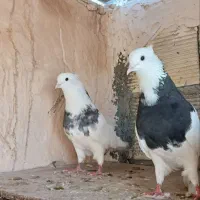 کبوتر نروماده