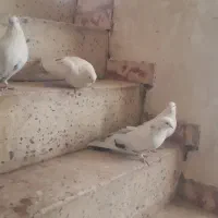 کبوتر|پرنده|بیجار, |دیوار