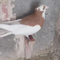 کبوتر پرشی|پرنده|نیشابور, مازول|دیوار