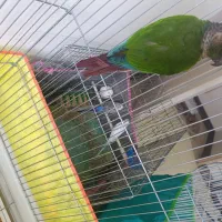 طوطی گرینچیک|پرنده|کرمان, |دیوار